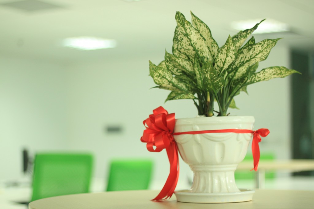 plant as a present